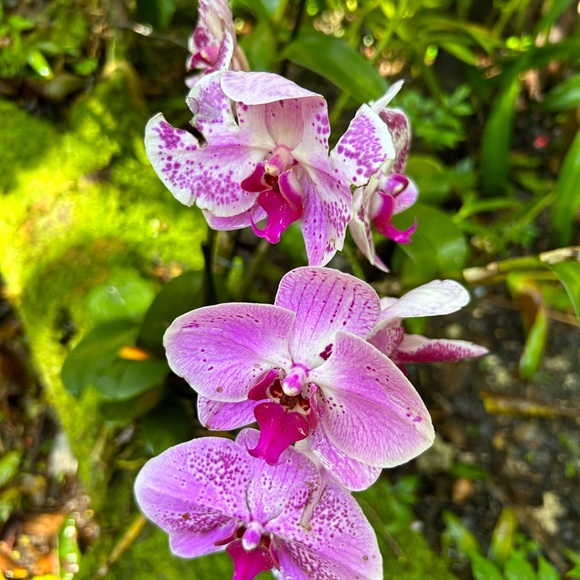 Meet your Posher, Maria - Picture 4 of 6